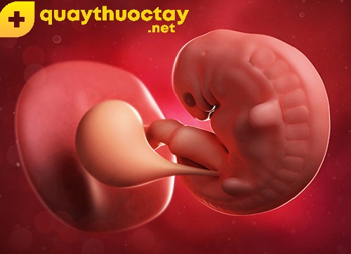 Các giai đoạn phát triển của thai nhi - tháng thứ 2