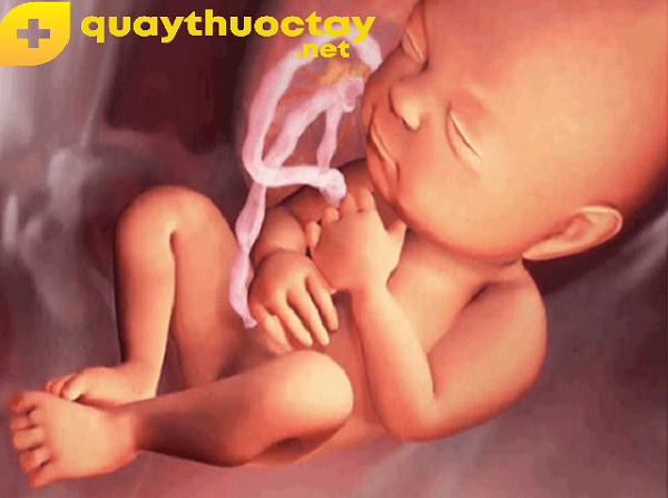 Các giai đoạn phát triển của thai nhi - tháng thứ 8