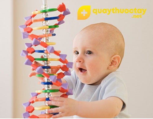 Gen di truyền ảnh hưởng đến sự phát triển chiều cao cân nặng của trẻ